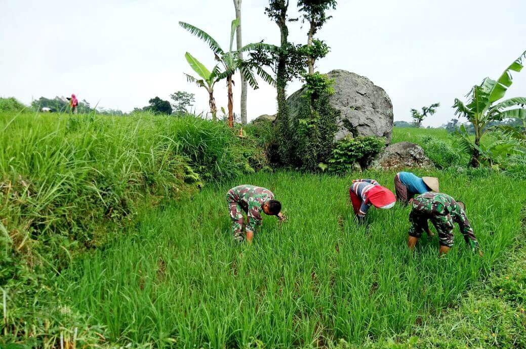 You are currently viewing Babinsa Koramil Sine Dampingi Petani Penyiangan Rumput Pada Tanaman Padi