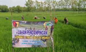 Read more about the article Anggota Koramil Wungu Dampingi Petani Lakukan Perawatan Tanaman Padi
