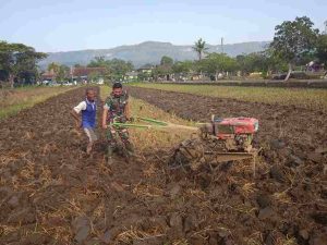 Read more about the article Pendampingan Pertanian, Anggota Kodim 0801/Pacitan Siapkan Lahan Tanaman Padi