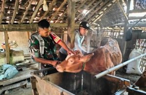 Read more about the article Babinsa Koramil 04/Padas Dampingi Petugas Lakukan Vaksin Hewan Ternak Cegah PMK