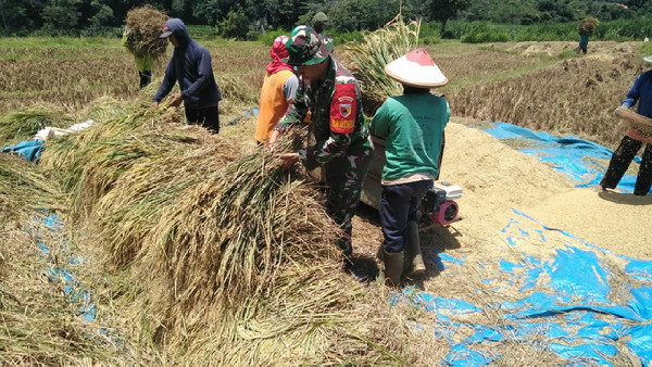 You are currently viewing Babinsa Kendal Bantu Warga Panen Padi
