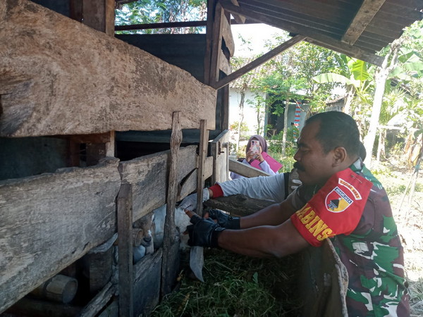 You are currently viewing Cegah PMK, Babinsa Rejomulyo Dampingi Petugas DKPP Lakukan Vaksinasi.