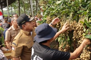 Read more about the article Gubernur Arinal Dorong Kabupaten Lampung Timur Sebagai Sentra Pengembangan Tanaman Kelengkeng