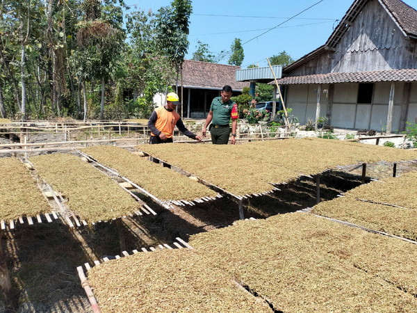 You are currently viewing Wujud Kepedulian Terhadap Warga Babinsa Koramil Karangjati Bantu Jemur Tembakau