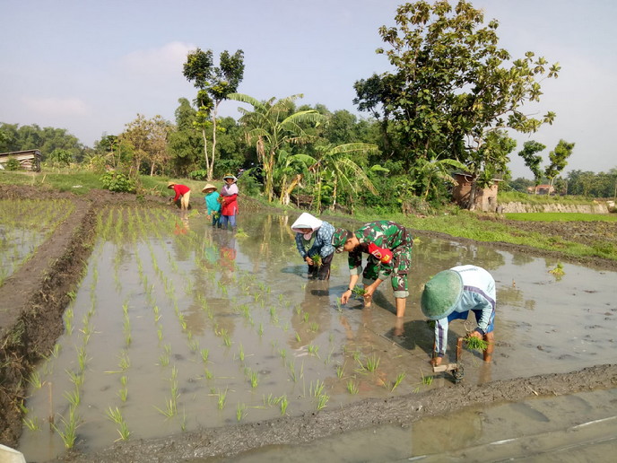 You are currently viewing Babinsa Koramil 13/Kebonsari Dampingi Petani Tanam Padi