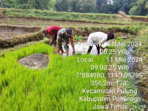 Read more about the article Dukung Mandiri Pangan, Babinsa Kodim 0802/Ponorogo Aktif Lakukan Pendampingan Para Petani