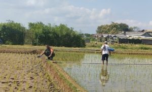 Read more about the article Sambut Musim Tanam Kedua, Kopda Anggi Dampingi Petani Mengairi Lahan Sawah