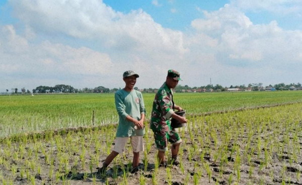 Read more about the article Upaya Tingkatkan Produktivitas, Sertu Karyono Dampingi Petani Lakukan Pemupukan Tanaman Padi