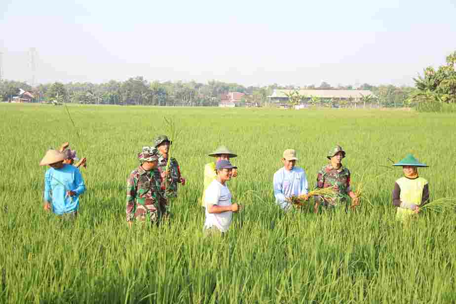 You are currently viewing Babinsa Turun Ke Sawah Bantu Petani Bersihkan Gulma