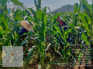 Read more about the article Maksimalkan Hasil Jagung, Babinsa 0801/03 Arjosari Lakukan Pendampingan Perawatan