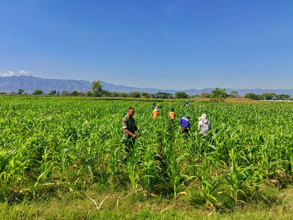 Read more about the article Babinsa Bantu Petani Ponorogo Rawat Jagung