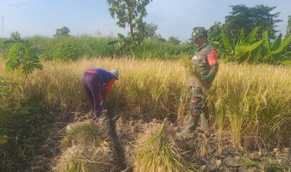 You are currently viewing Sukseskan Ketahanan Pangan, Babinsa Kodim 0802 Bantu Panen Padi