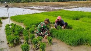 Read more about the article Dukung Ketahanan Pangan, Babinsa Ponorogo Bantu Siapkan Bibit Padi