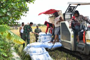 Read more about the article Pastikan Sergab Petani Sesuai Target, Dandim Ponorogo Tinjau Langsung ke Sawah