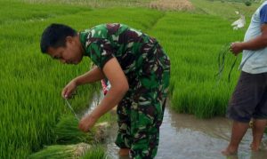 Read more about the article Dukung Swasembada Pangan, Serma Totok Dampingi Penyiapan Benih Padi