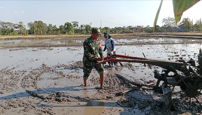 Read more about the article Babinsa Kodim Ponorogo Bantu Petani Olah Lahan Tanaman Padi