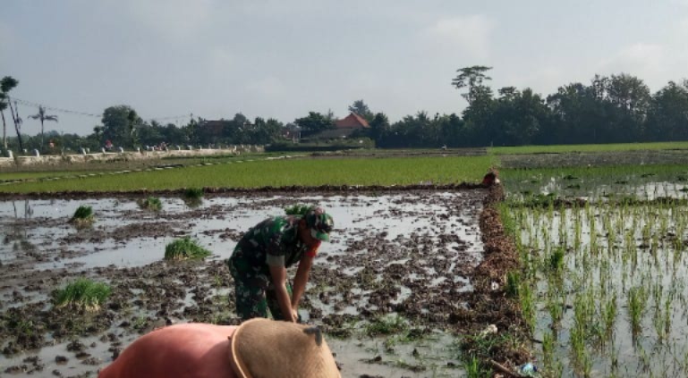 Read more about the article Babinsa Bantu Petani Desa Tugu Siapkan Lahan Tanam