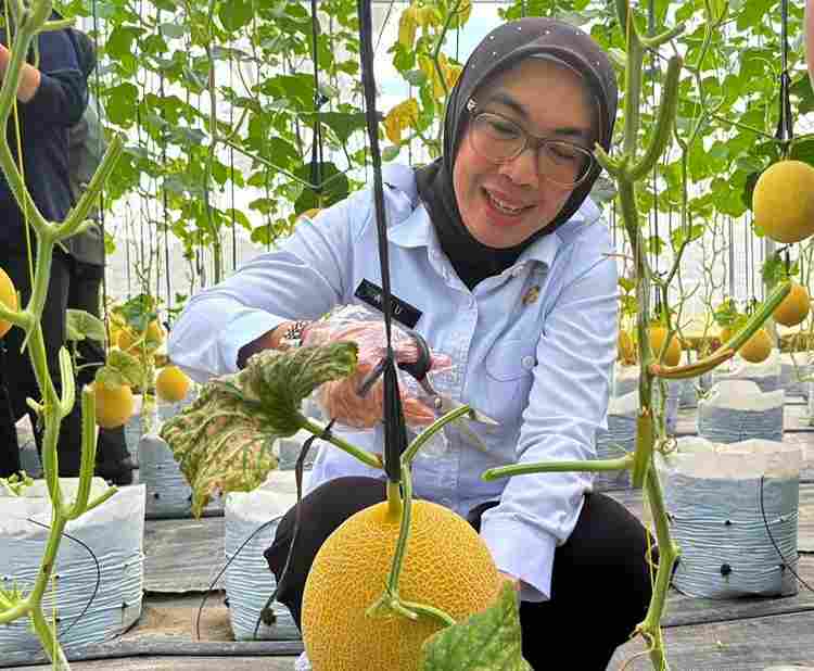 You are currently viewing Plt Bupati Way Kanan Apresiasi Penanaman Melon Inthanon