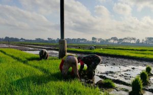 Read more about the article Dorong Produktivitas Petani, Serka Robik Bantu Penyiapan Bibit Padi