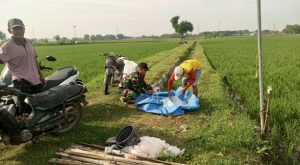 Read more about the article Babinsa Jatisari Dampingi Pemupukan Padi Kelompok Tani