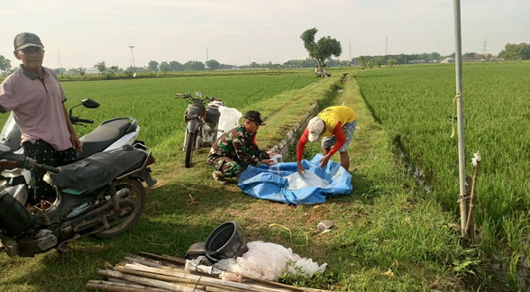 You are currently viewing Babinsa Jatisari Dampingi Pemupukan Padi Kelompok Tani