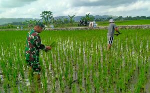 Read more about the article Dorong Peningkatan Produksi Pertanian, Serma Eko Dampingi Petani Siami Padi