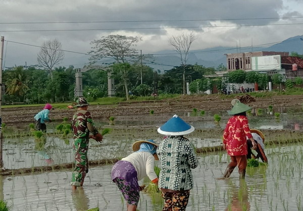 You are currently viewing Babinsa Gondosuli Tanam Padi bersama Warga