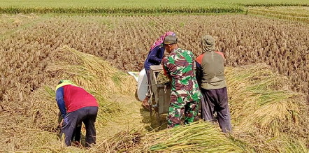 Read more about the article Babinsa Kodim Ponorogo Giat Pendampingan Petani Panen Padi