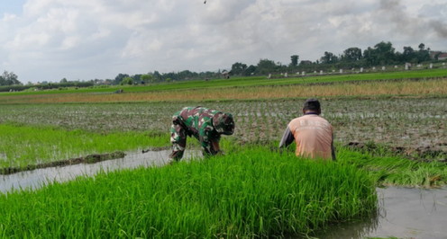 Read more about the article Babinsa Wonorejo Dampingi Petani Siapkan Bibit Padi