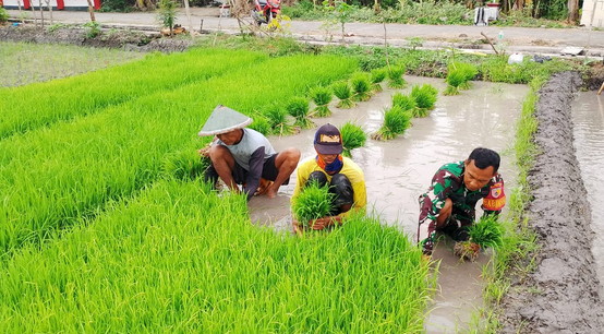 Read more about the article Babinsa Desa Kedungmaron Dampingi Penyiapan Bibit Padi