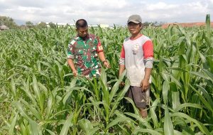Read more about the article Babinsa Kodim Ponorogo Dampingi Petani Rawat Tanaman Jagung