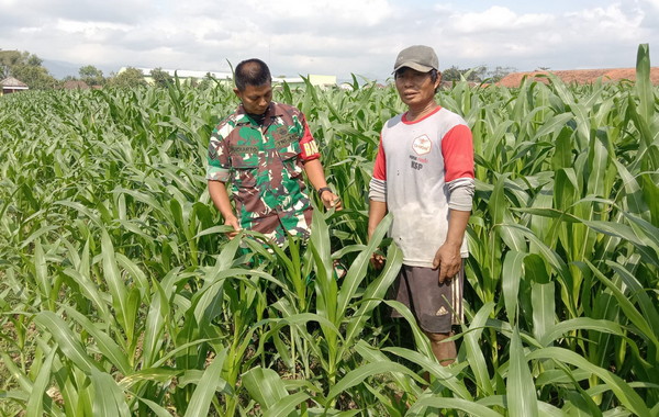 Read more about the article Babinsa Kodim Ponorogo Dampingi Petani Rawat Tanaman Jagung