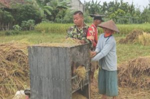 Read more about the article Babinsa Betak Dampingi Panen, Dukung Hanpangan Nasional