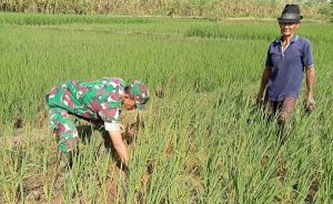 Read more about the article Babinsa Sukowidodo Dampingi Petani Bersihkan Gulma di Lahan Padi
