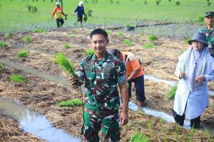 Read more about the article Dandim 0806/Trenggalek Menyatu dengan Petani: Tanam Padi Metode TOT di Kampak