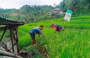 Read more about the article Babinsa Kodim Ponorogo Aktif Bantu Petani Rawat Tanaman Padi