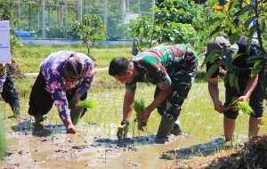 Read more about the article Turun Sawah, Dandim 0806/Trenggalek Tanam Harapan untuk Negeri