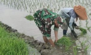 Read more about the article Dukung Hanpangan, Serda Supar Dampingi Petani Menanam Padi