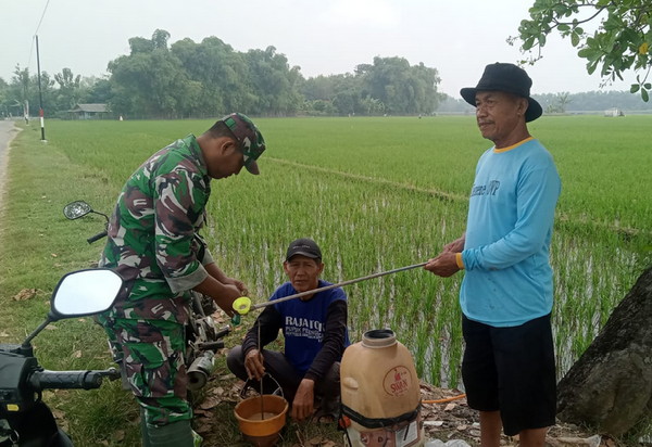 You are currently viewing Babinsa Sidomulyo Dampingi Petani Laksanakan Penyemprotan Lahan Padi