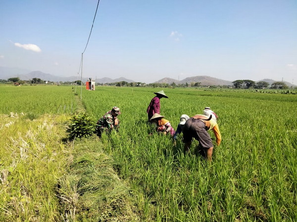 You are currently viewing Babinsa Kodim Ponorogo Bantu Petani Siangi Gulma Tanaman Padi