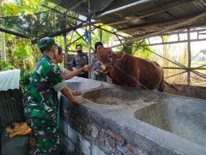 Read more about the article Babinsa Koramil Taman Dampingi Vaksinasi PMK Ternak di Kelurahan Banjarejo