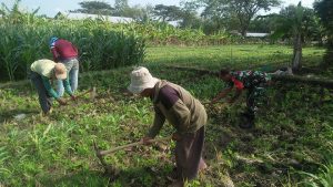 Read more about the article Babinsa Kodim Ponorogo Bantu Petani Rawat Tanaman Jagung