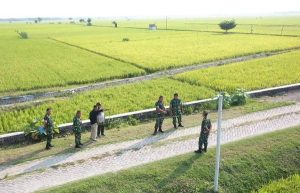 Read more about the article LTT Capai 463.834 Hektare, Produktivitas Padi di Mataraman Jawa Timur Meningkat