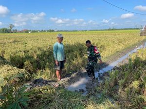 Read more about the article Dukung Swasembada Pangan, Babinsa Kuwu Bantu Petani Siapkan Lahan Padi
