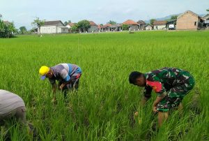 Read more about the article Dorong Peningkatan Produksi Padi, Sertu Feri Dampingi Petani Bersihkan Gulma