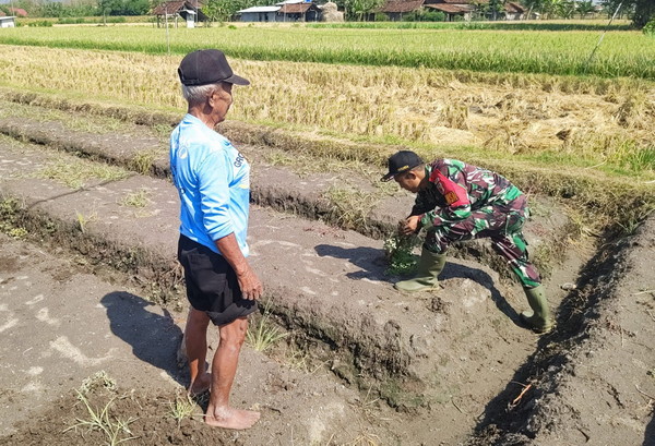 Read more about the article Babinsa Palur Bantu Petani Tingkatkan Produktivitas Lahan Pertanian