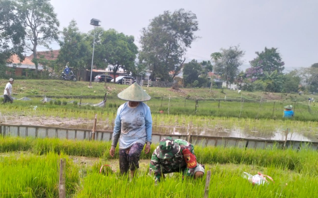 You are currently viewing Babinsa Tulungagung Turun Langsung Bantu Petani Desa Pojok Persiapkan Bibit Padi