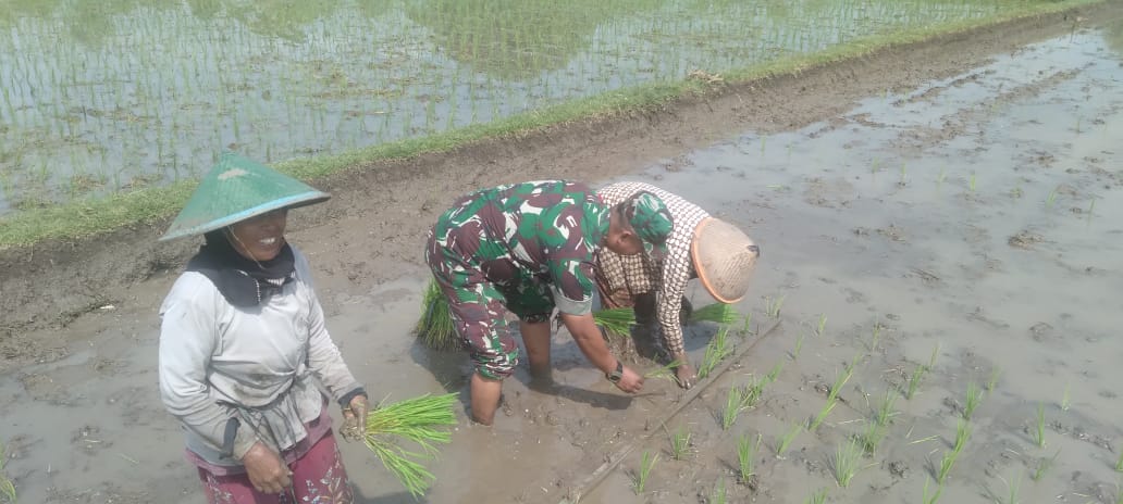 Read more about the article Dukung Swasembada Pangan, Babinsa Ponorogo Aktif Dampingi Petani