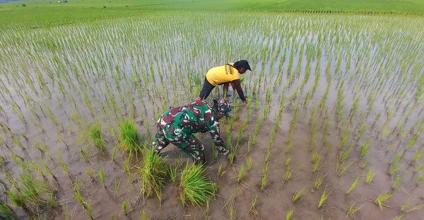 Read more about the article Jaga Produktivitas Serka Sudarlan Dampingi Petani Lakukan Penyulaman Padi