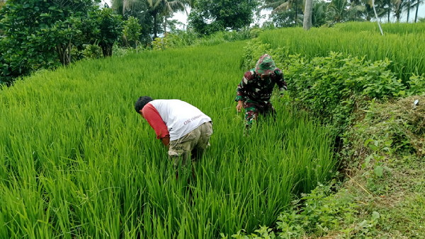 Read more about the article Dukung Ketahanan Pangan, Serka Rapingi Dampingi Petani Bersihkan Gulma